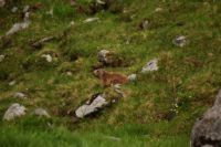 2015-06-24_03Murmeltiere (205).JPG
